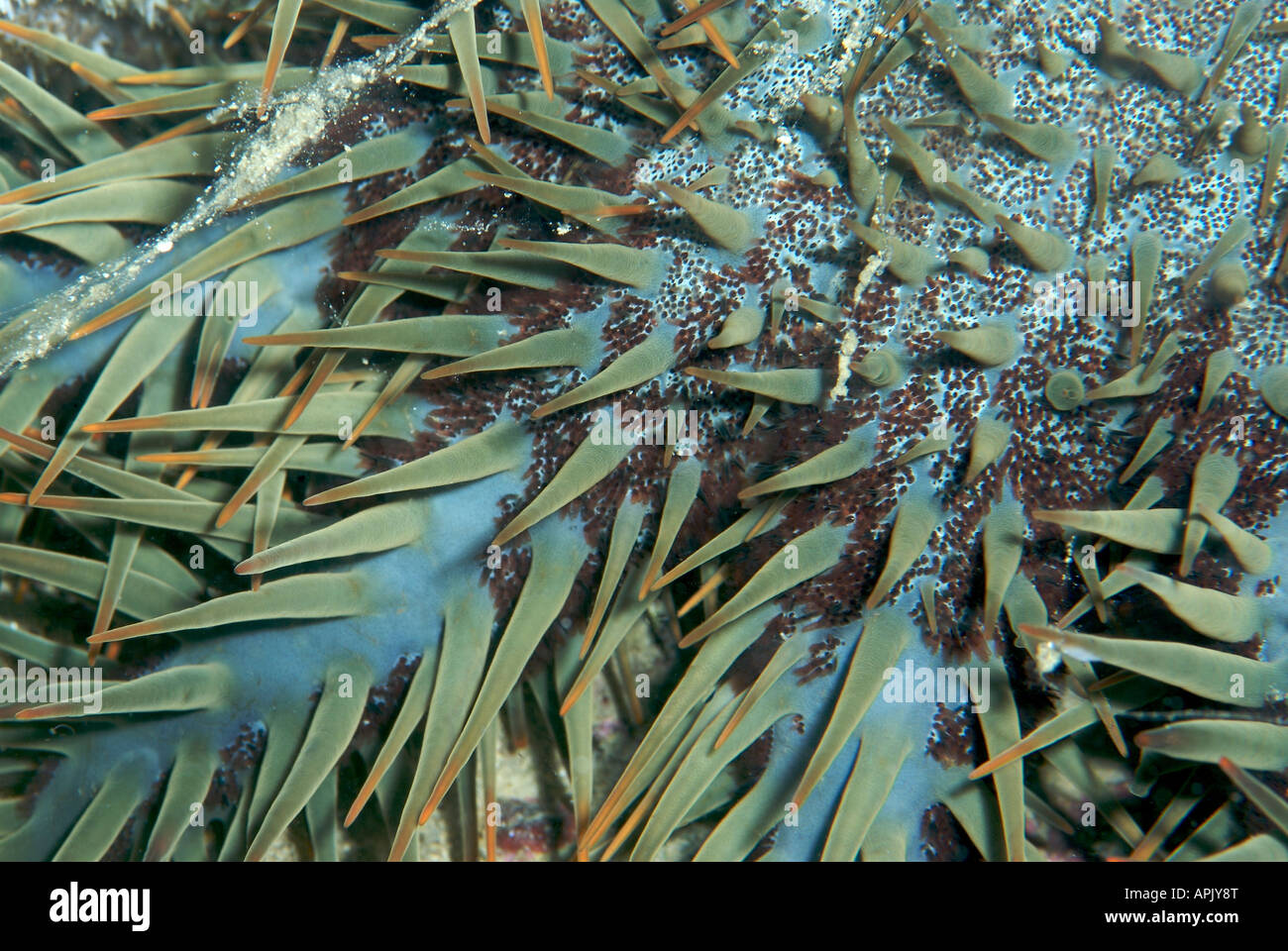 Closeup view of Crown of Thorns Starfish Stock Photo