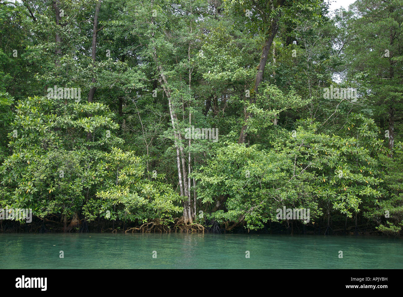 Riparian mangroves and tropical rain forest in eastern Indonesia. Stock Photo
