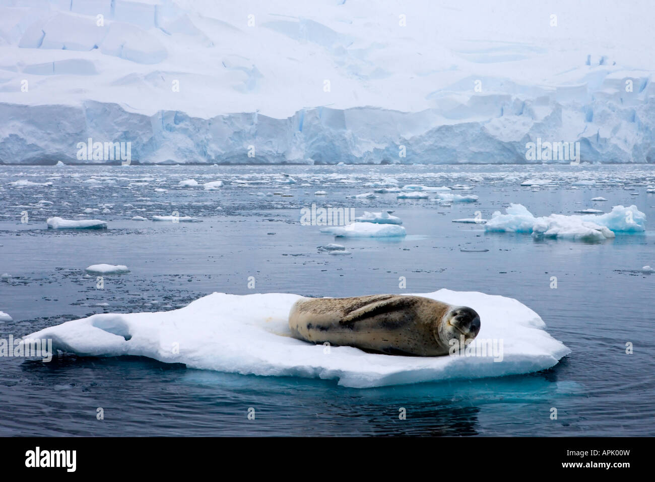 Leopard Seal resting on an ice flow in the Antarctic Stock Photo