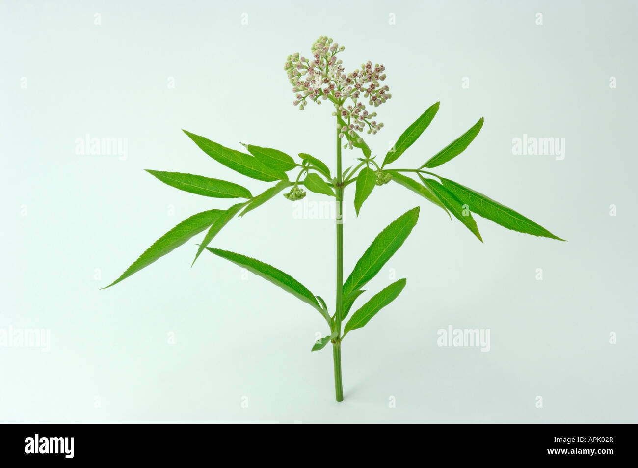 Danewort, Dwarf Elder, European Dwarf Elder, Walewort (Sambucus ebulus), flowering twig, studio picture Stock Photo