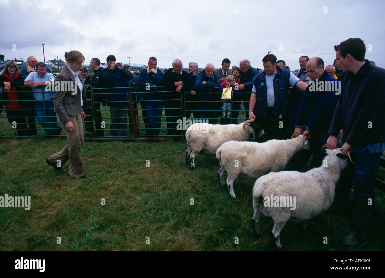 Sheep being judged at the South Uist Agricultural Show, Uist, Outer