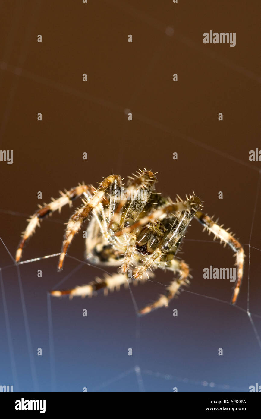 Garden spider weaving web Stock Photo Alamy