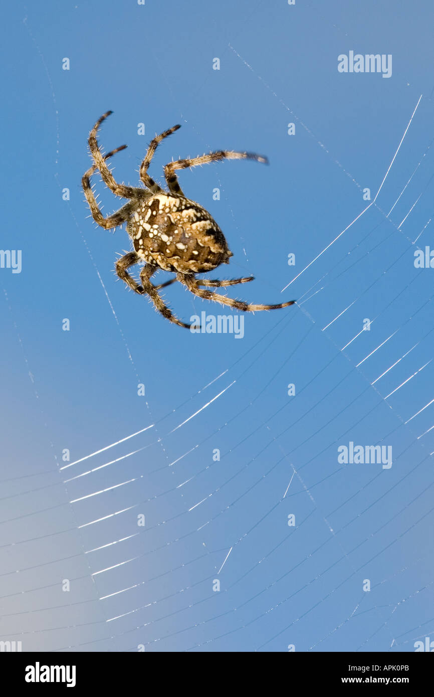 Garden spider weaving web blue sky Stock Photo Alamy