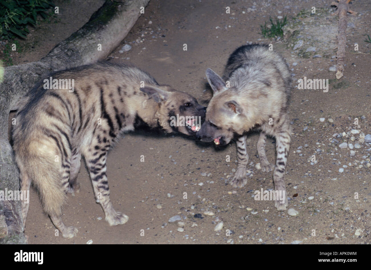 hyene rayée Striped Hyena Crocuta hyaena Aasfresser Africa Afrika