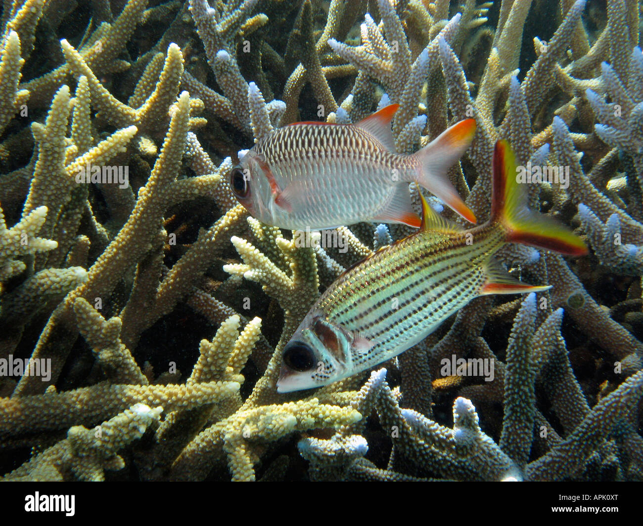 Lattice Soldierfish Myripristis violacea top and Spotfin Squirrelfish Neoniphon sammara Agincourt Reef Great Barrier Reef Stock Photo