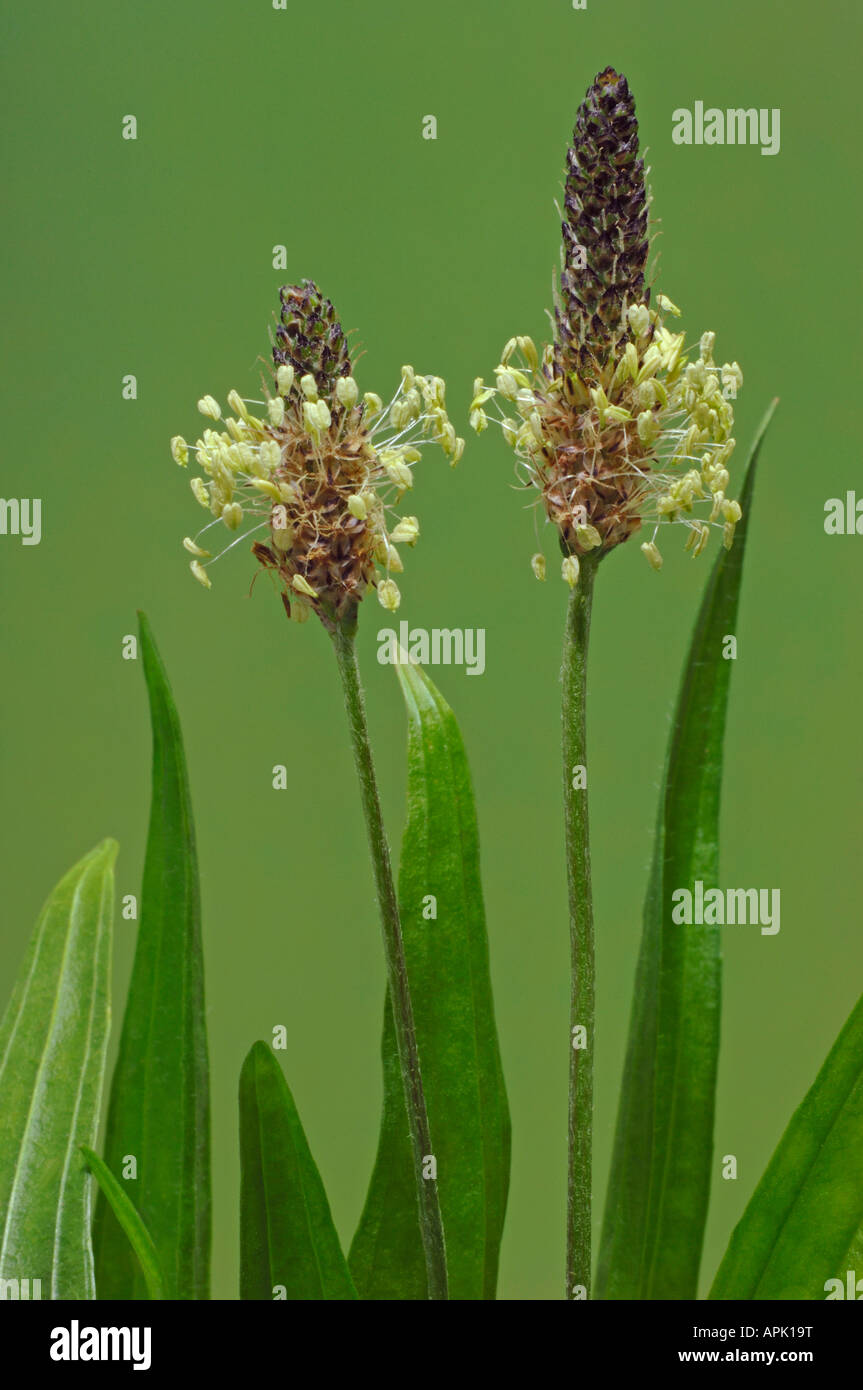 English Plantain, Ribwort (Plantago lanceolata), flowers and leaves Stock Photo