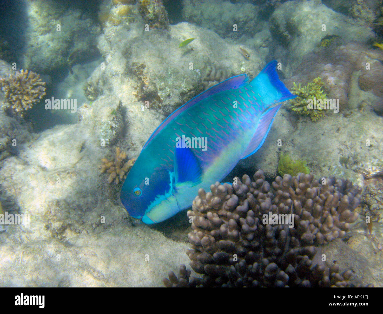 Steephead Parrotfish Chlorurus microrhinos Low Isles Great Barrier Reef North Queensland Australia Stock Photo