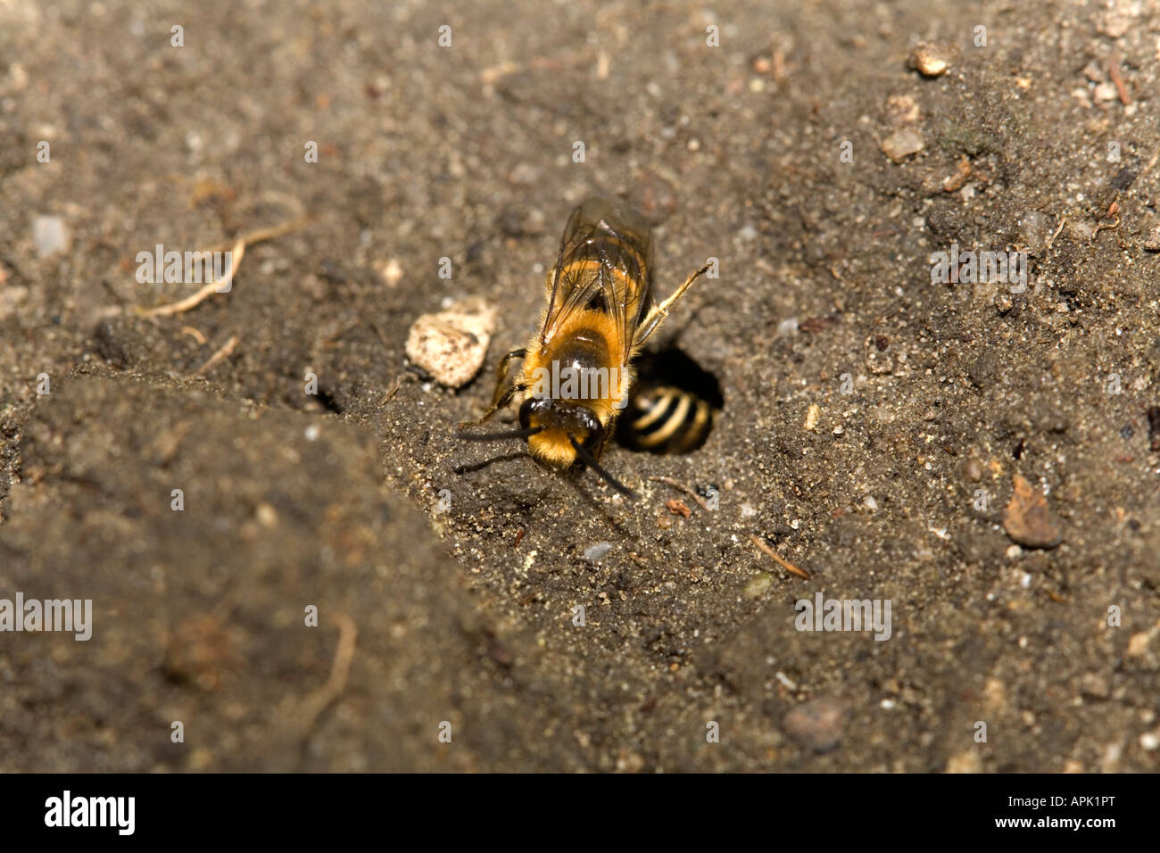 bees swarming on ground autumn dorset Stock Photo Alamy