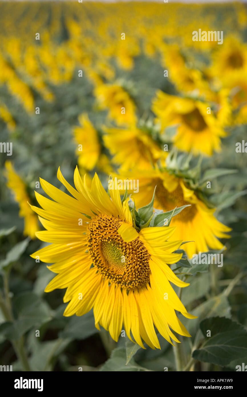 View of a field with cultivated sunflowers Stock Photo