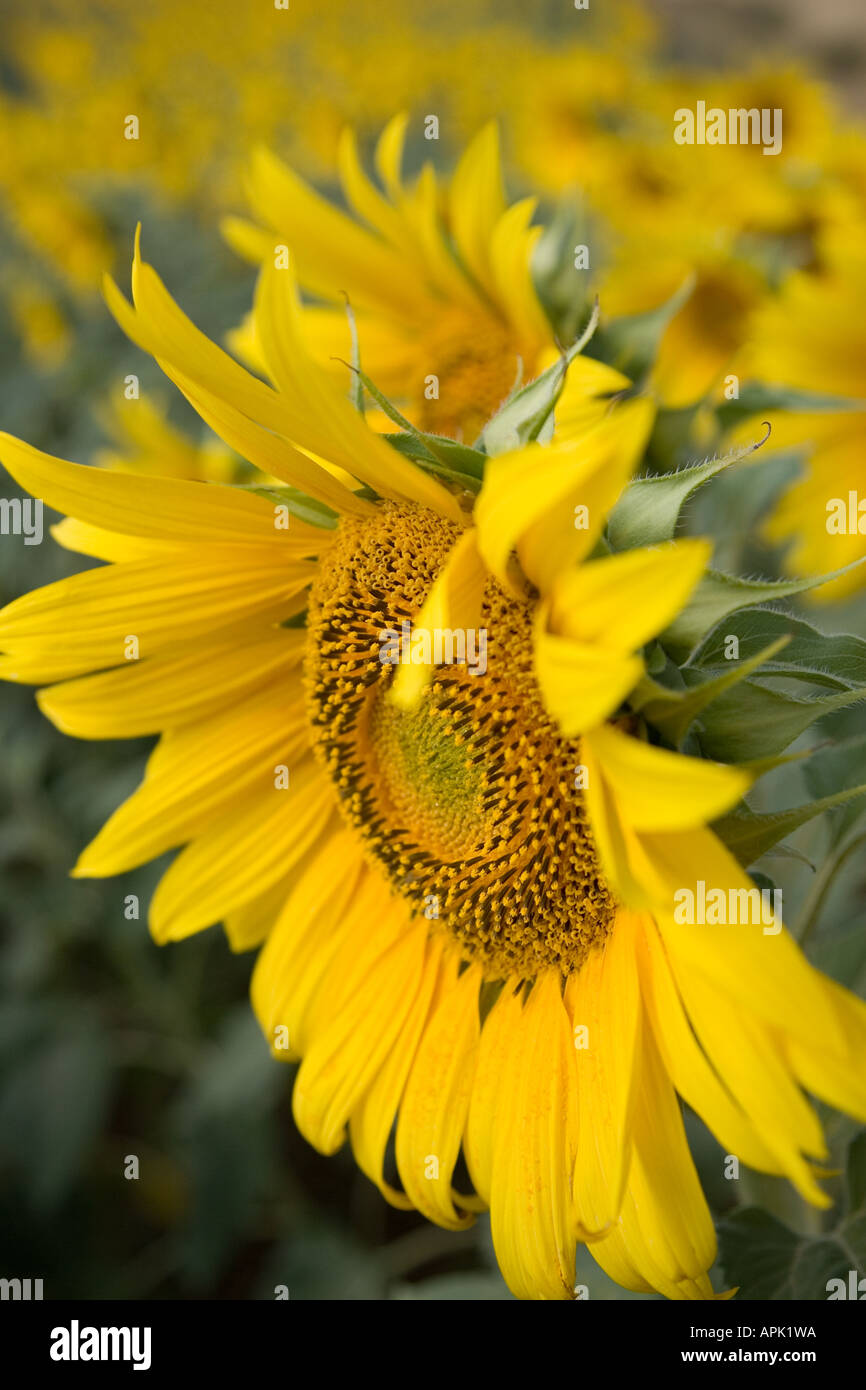 View of a field with cultivated sunflowers Stock Photo