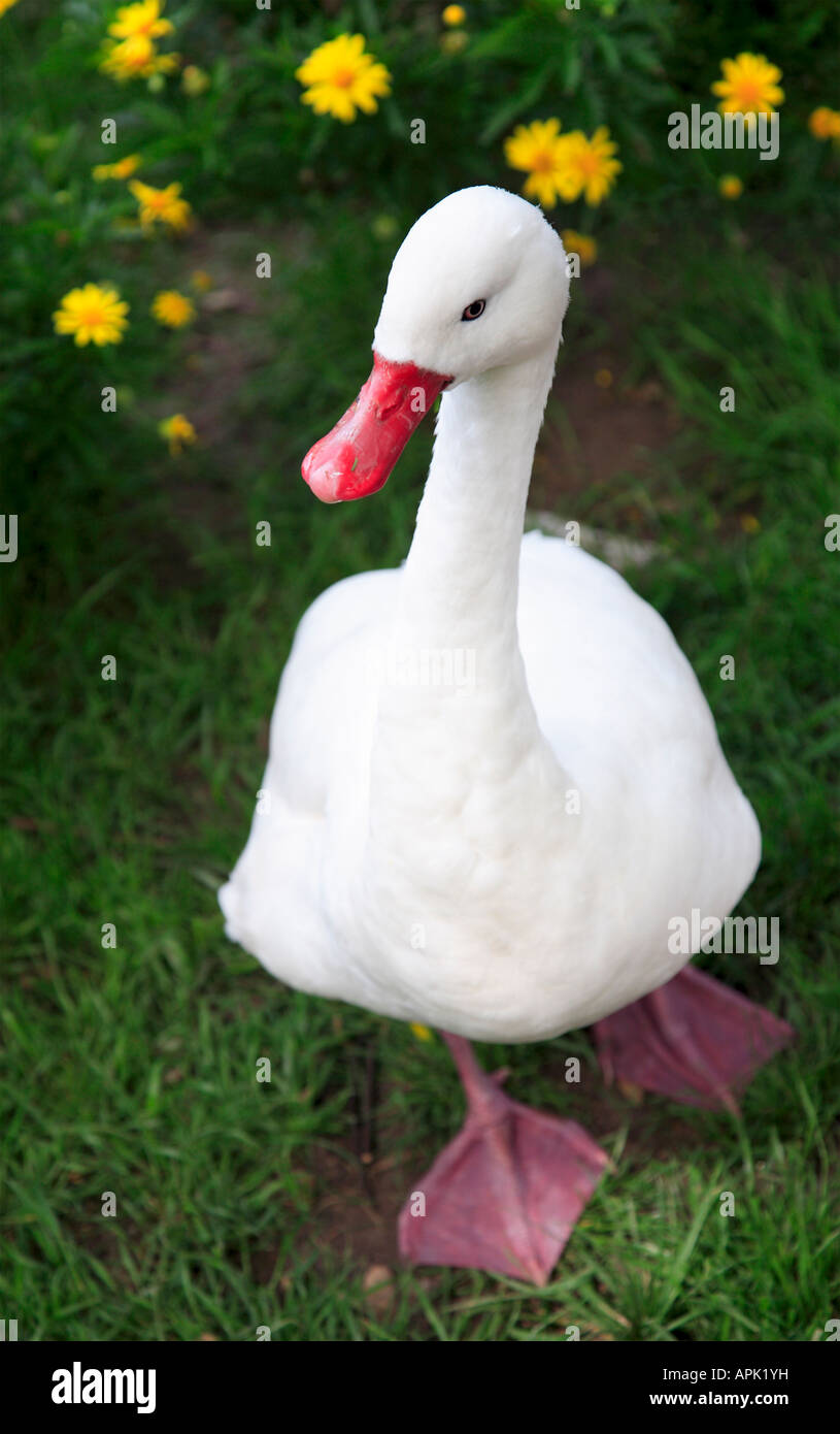 White duck walking freely at the Buenos Aires metropolitan Zoo Palermo neighborhood Buenos Aires Argentina Stock Photo