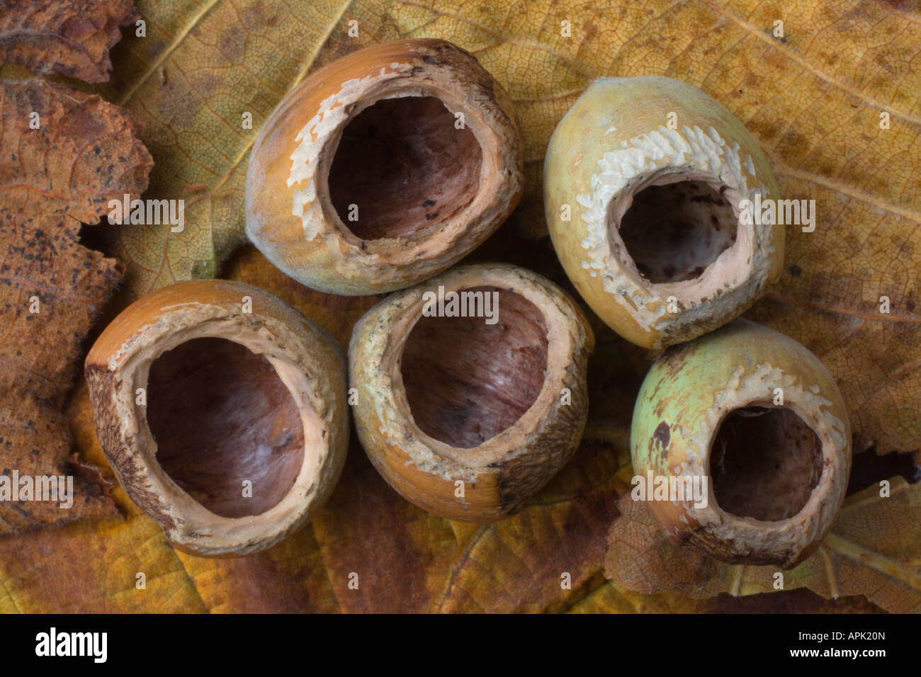 Hazel nuts eaten hires stock photography and images Alamy