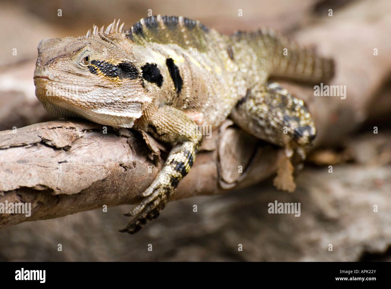 Eastern Water Dragon, Physignathus lesueurii Stock Photo Alamy