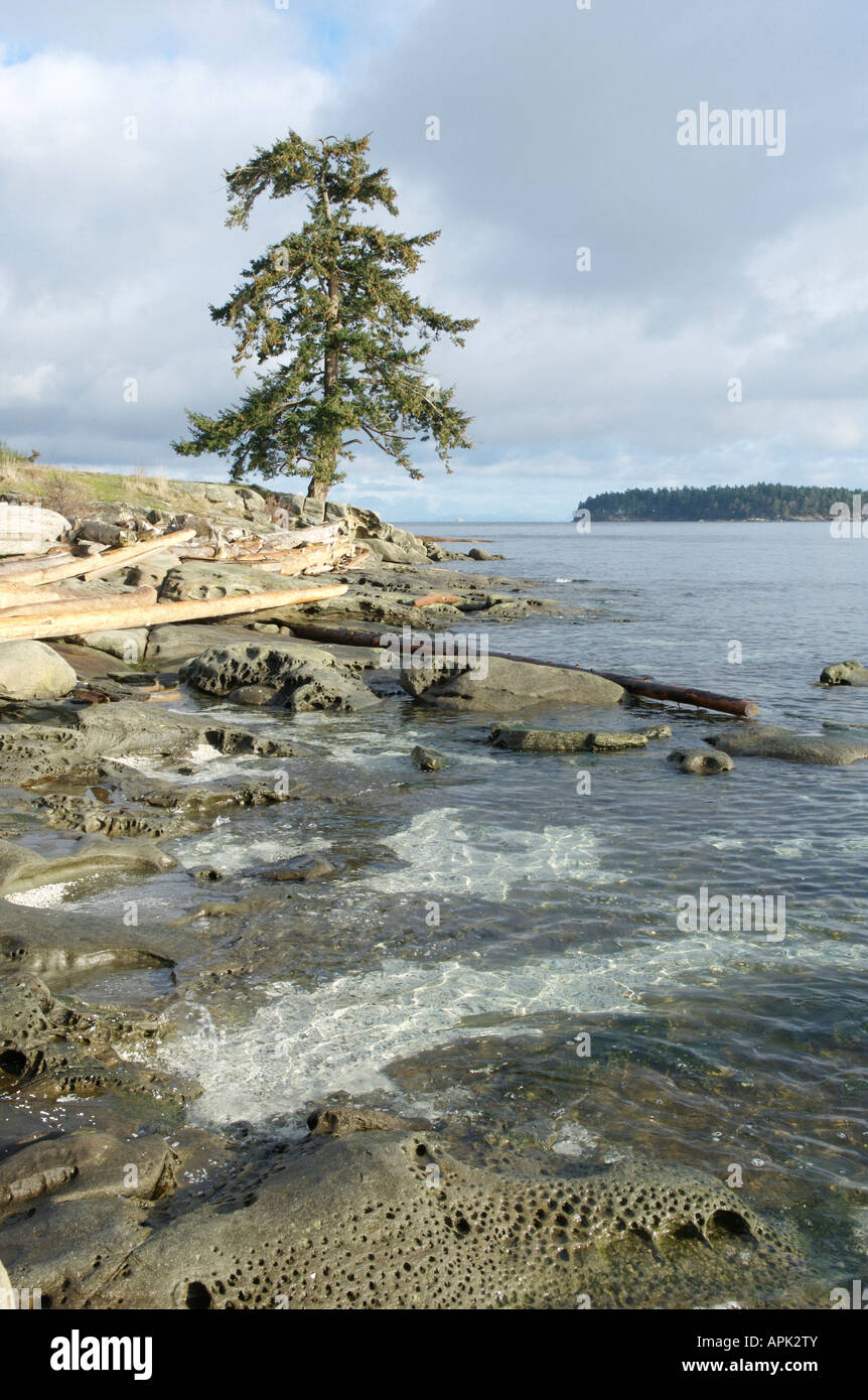 Driftwood on the shore at Drumbeg Provincial Park Gabriola British