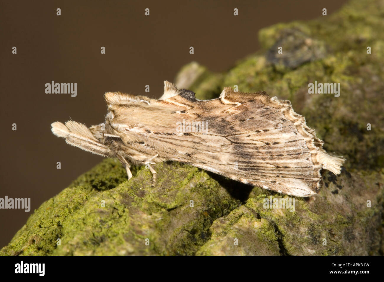 pale prominent moth Pterostoma palpina cornwall Stock Photo