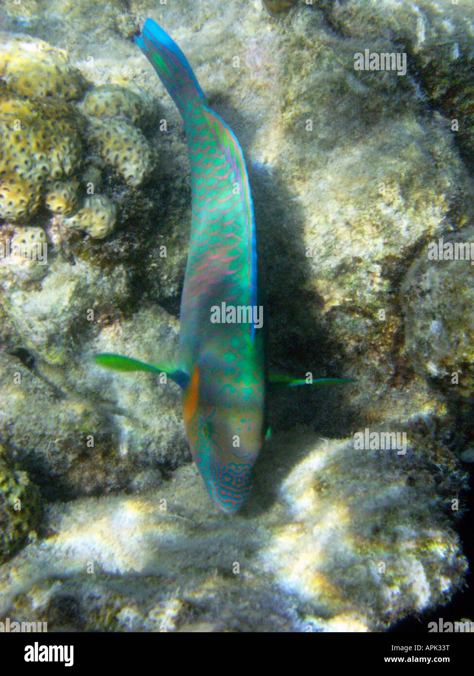 Surf Parrotfish Scarus rivulatus Low Isles Great Barrier Reef North Queensland Australia Stock Photo
