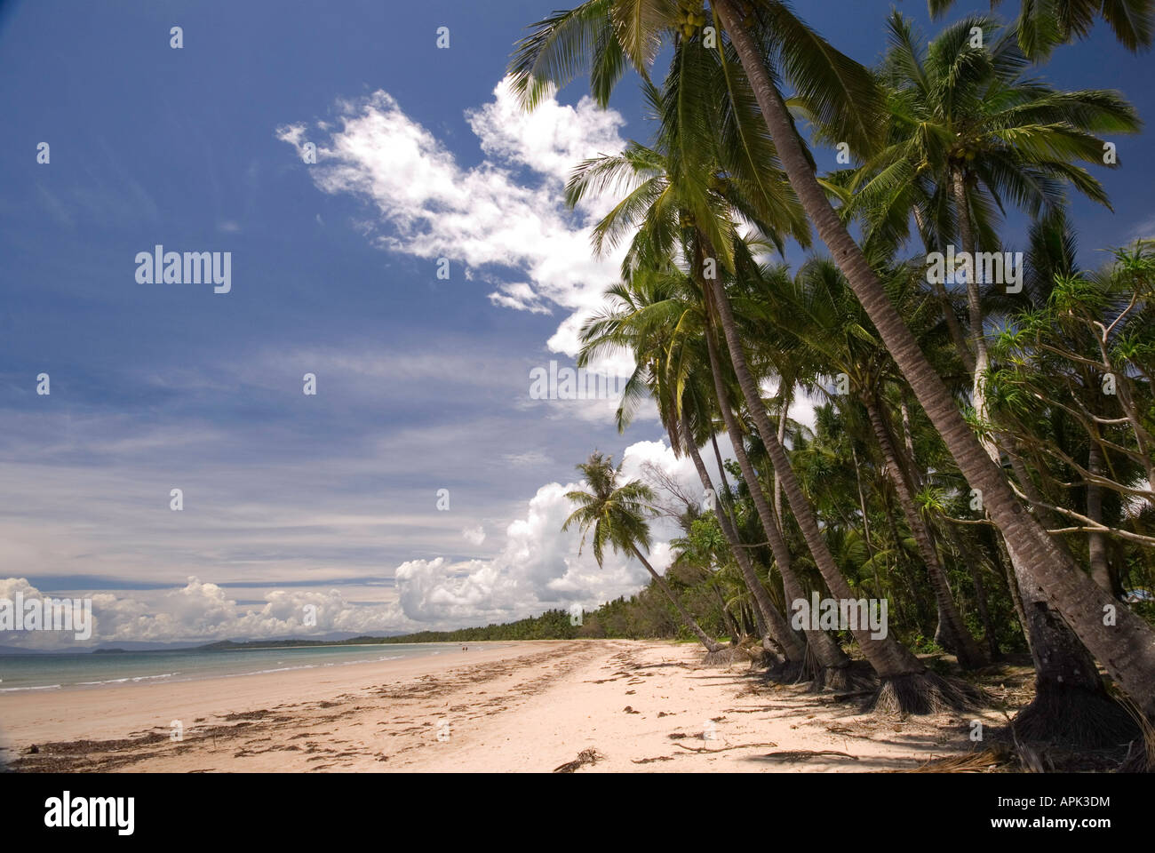Palm Trees on Mission Beach, Queensland, Australia Stock Photo Alamy