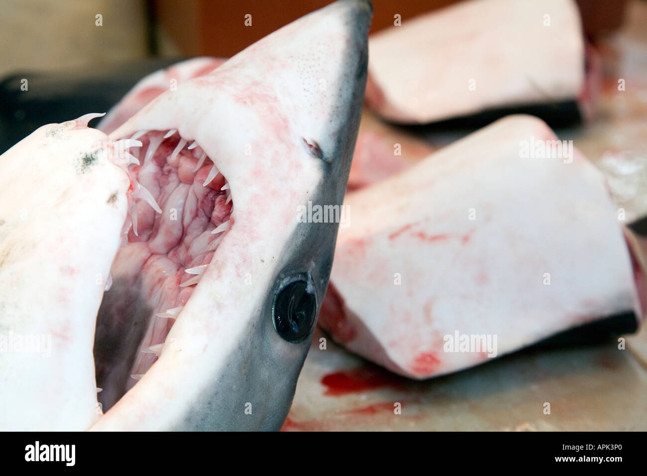 Still life of fresh fish for sale on a Spanish market head and sliced body of a dogfish small shark Stock Photo