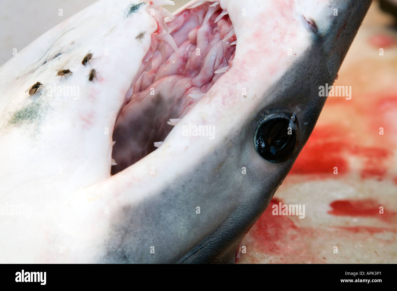 Still life of fresh fish for sale on a Spanish market head of a dogfish small shark Stock Photo