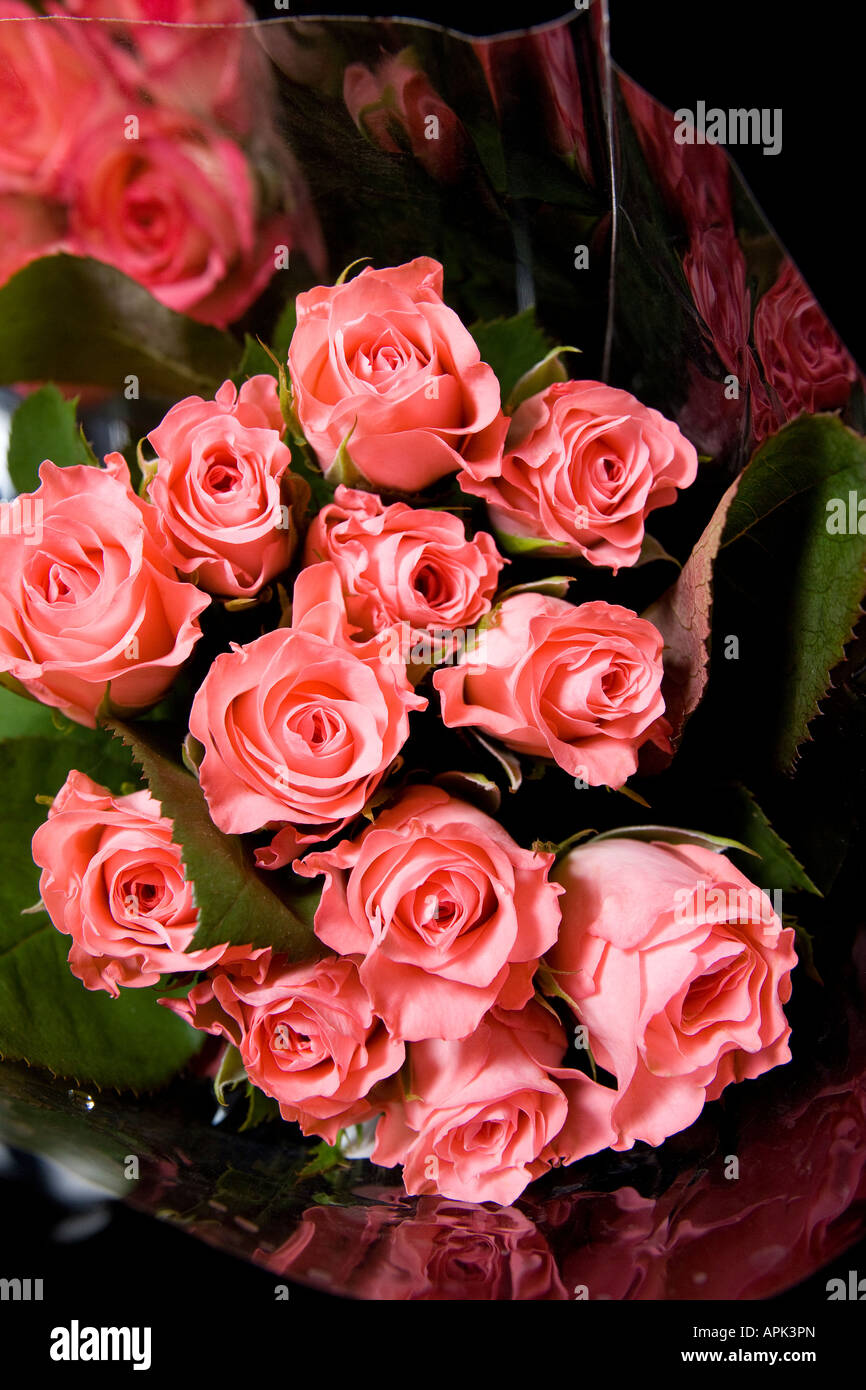 One dozen pink roses wrapped in cellophane Stock Photo Alamy