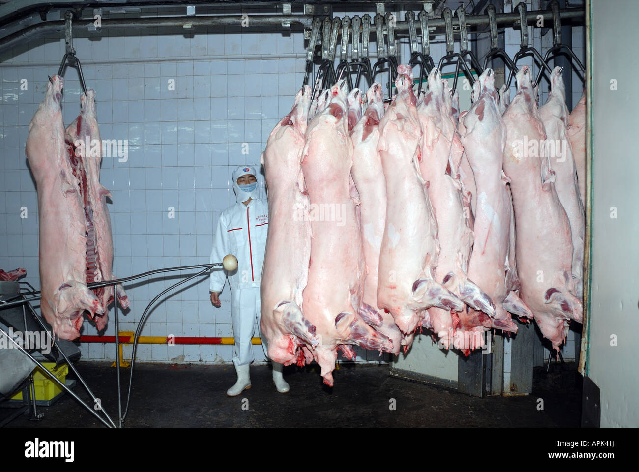 Carcasses of pigs Shineway Shuanghui Industrial Group meat processing plant Pork production line Henan Province China Stock Photo