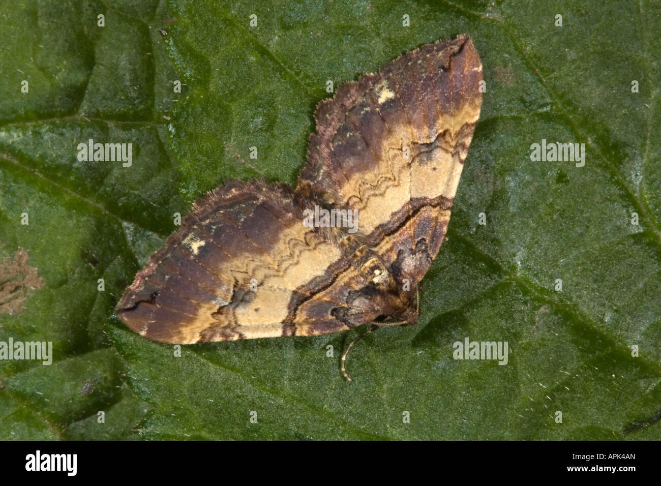 shoulder stripe moth Anticlea badiata cornwall Stock Photo
