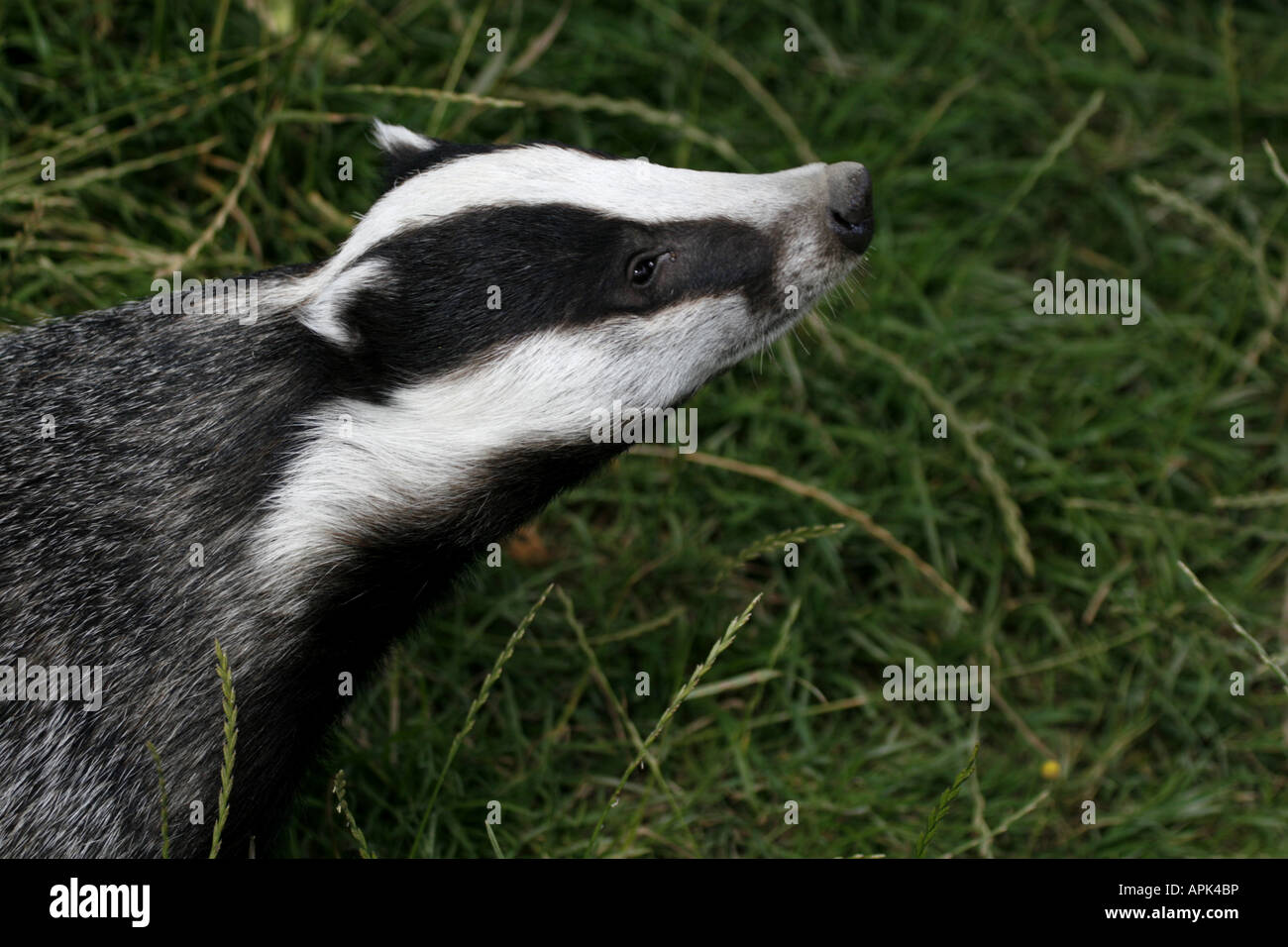 Badger Head Stock Photo - Alamy