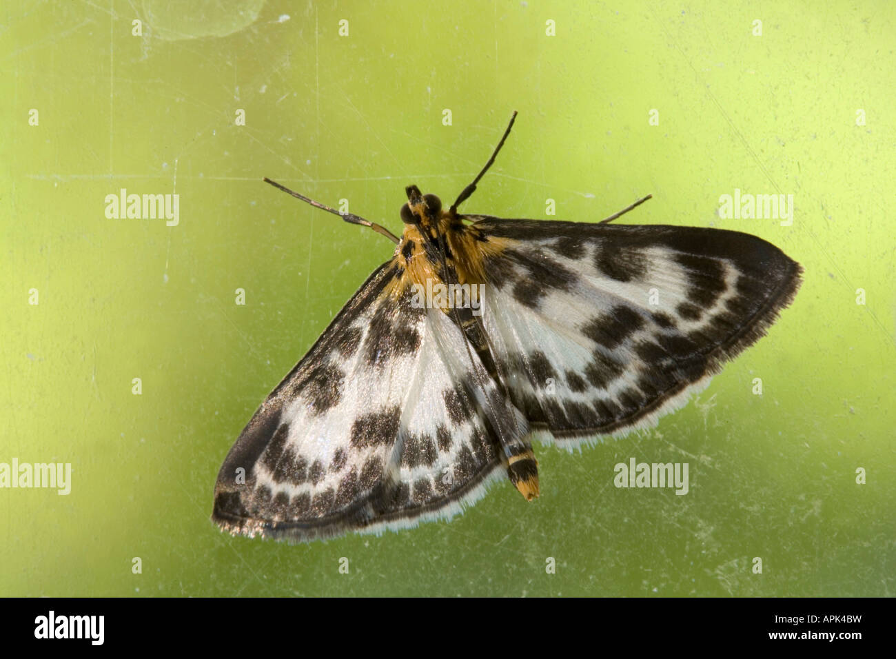 small magpie moth Eurrhypara hortulata Stock Photo