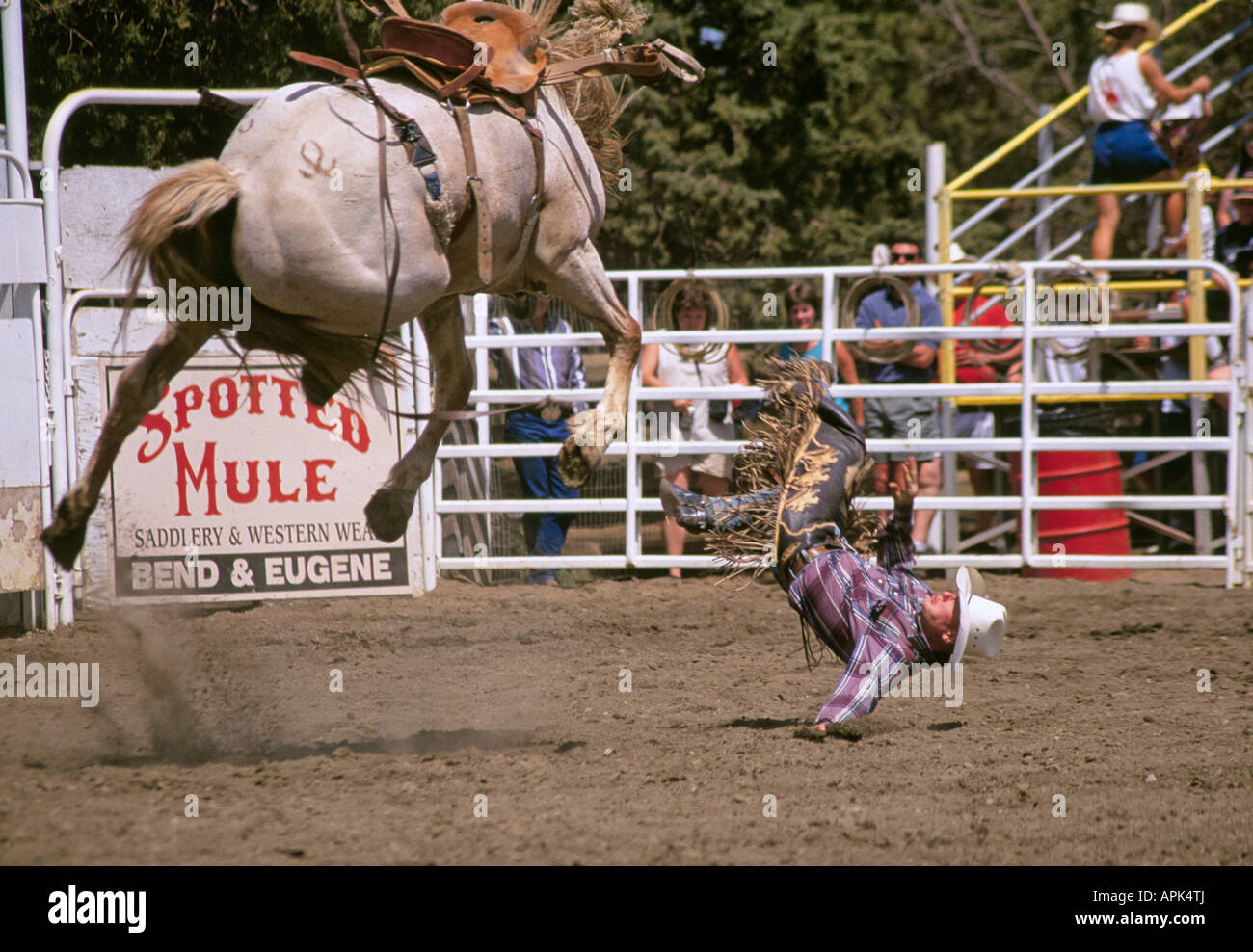 A rodeo cowboy gets bucked off a saddle bronc at the famous Sisters Rodeo in Sisters Oregon