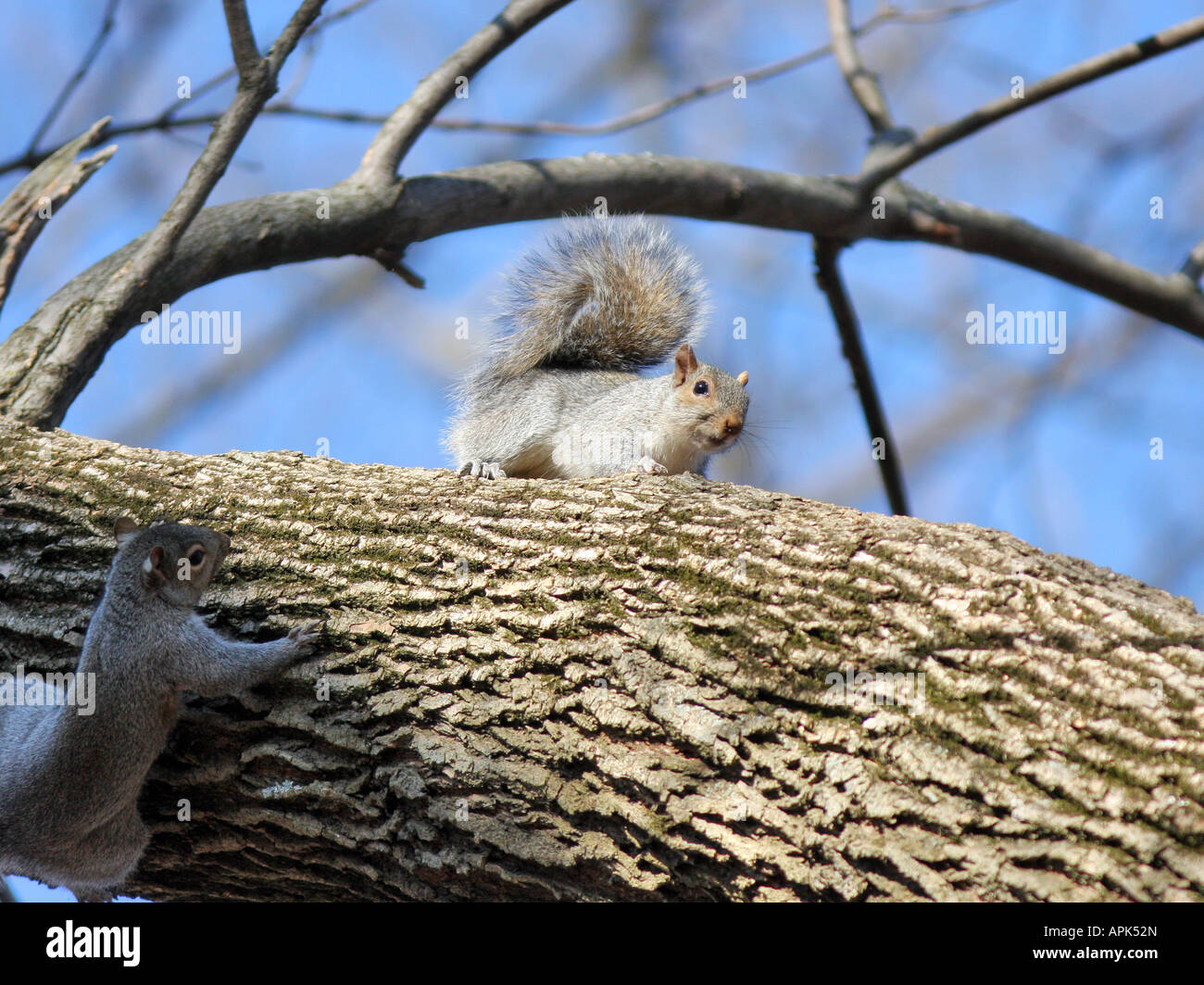 Two young American Grey Squirrels on a thick limb Stock Photo Alamy