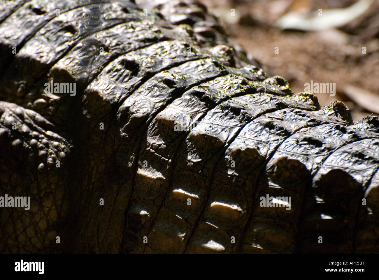 Crocodile Tail Scales Stock Photo