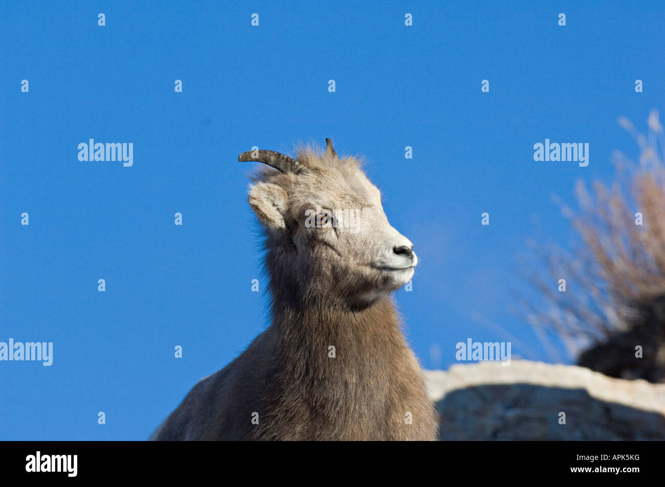 A young female Rocky Mountain Bighorn Sheep side view portrait against a blue sky Stock Photo