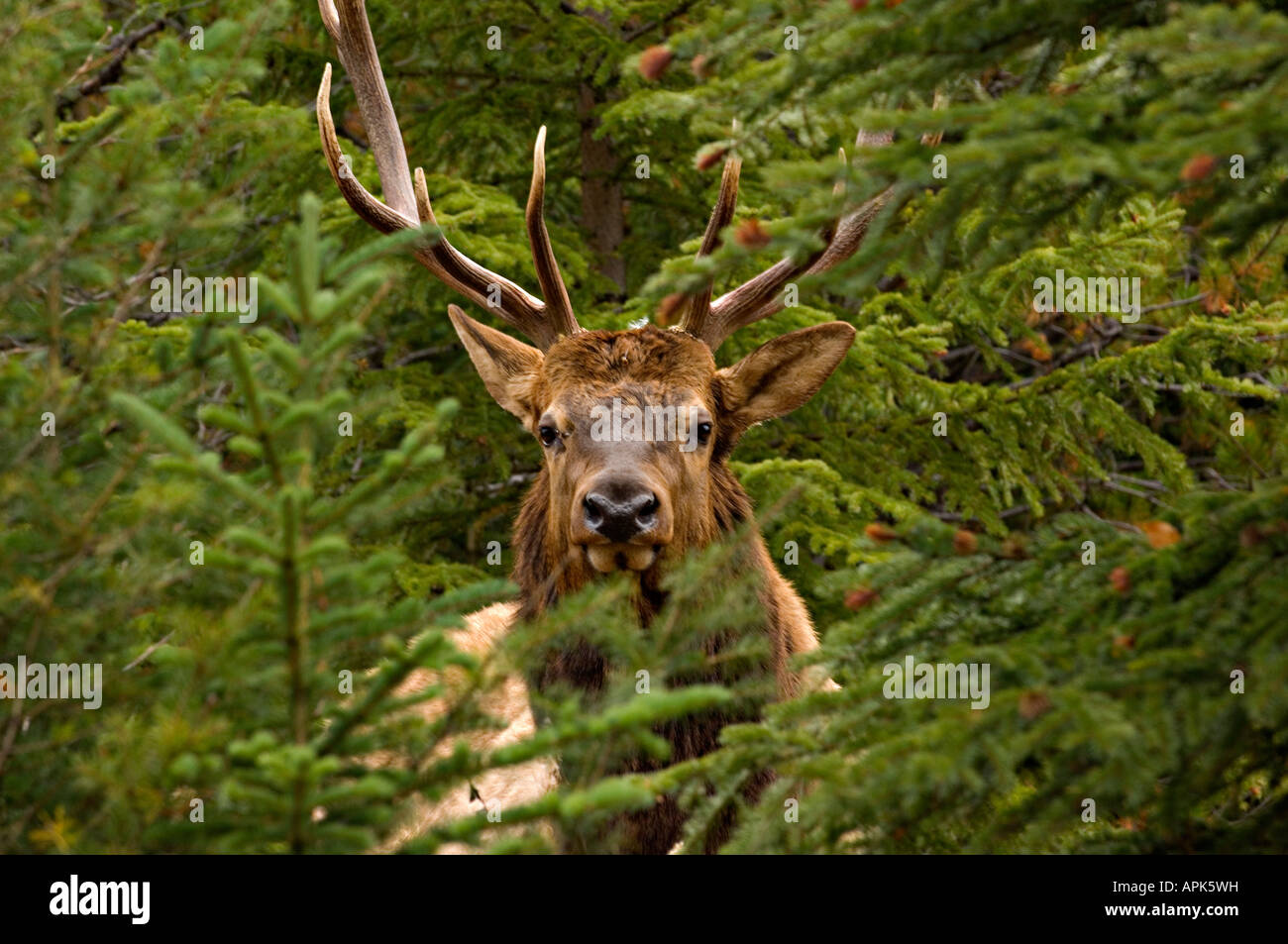 A mature bull elk standing behind some fir and spruce trees in a wooded ...
