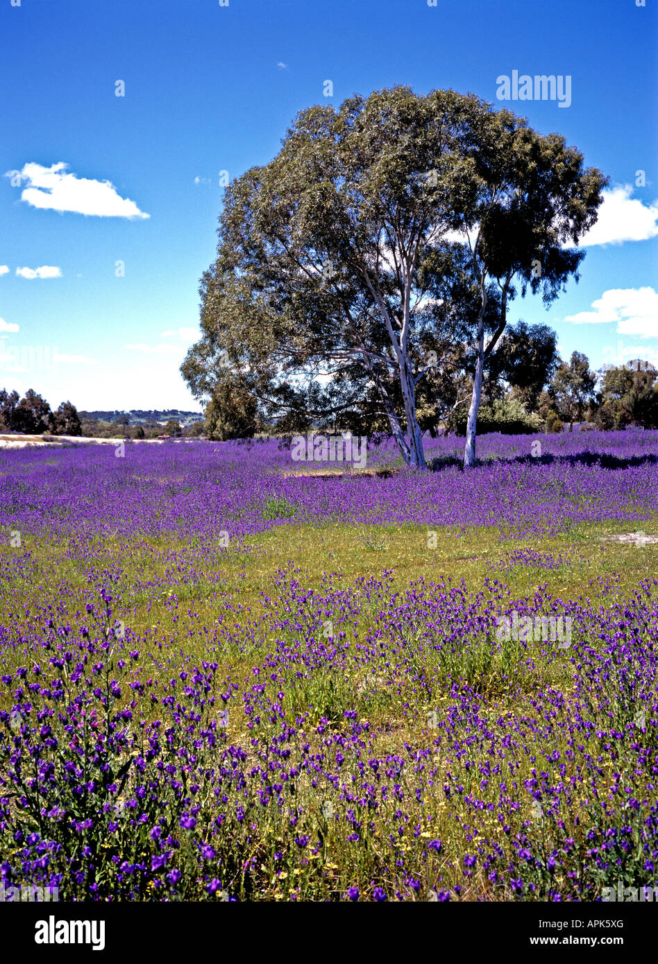 Patterson curse flower hi-res stock photography and images
