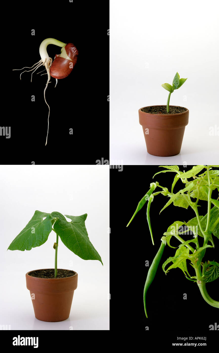 Bean plant life cycle sequence, gowth and development, four stages in four panels starting with a germinating seedling. Stock Photo