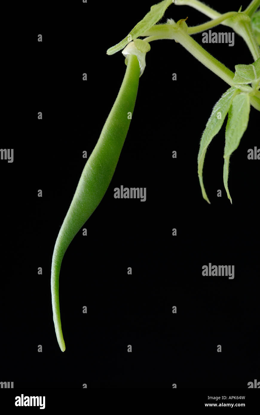 Bush bean, or common bean, Phaseolus vulgaris, pod. Stock Photo