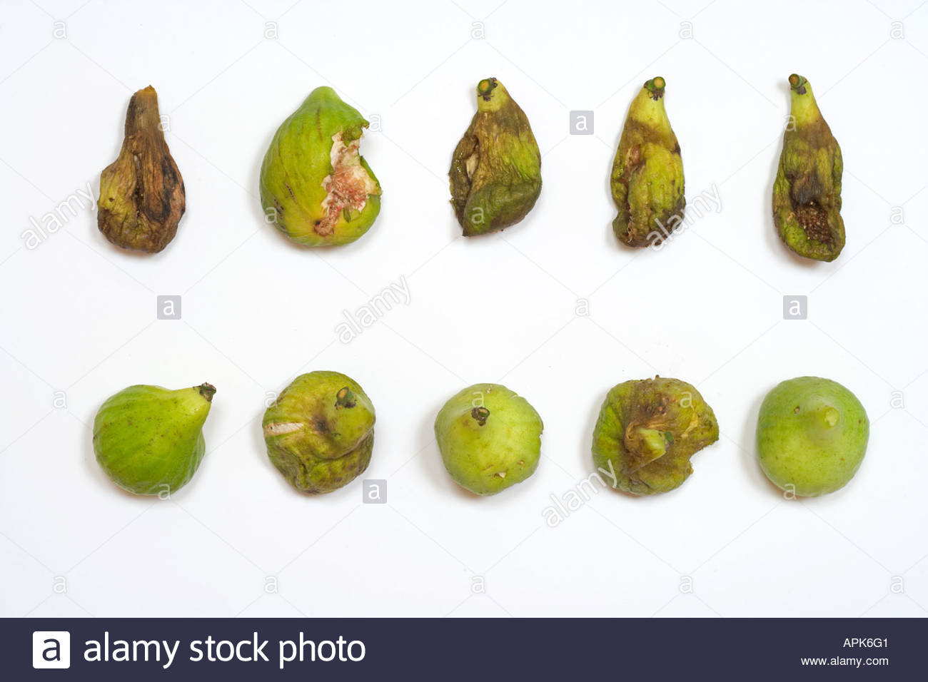 Rotten Figs Fruit Rot Stock Photos & Rotten Figs Fruit Rot Stock Images