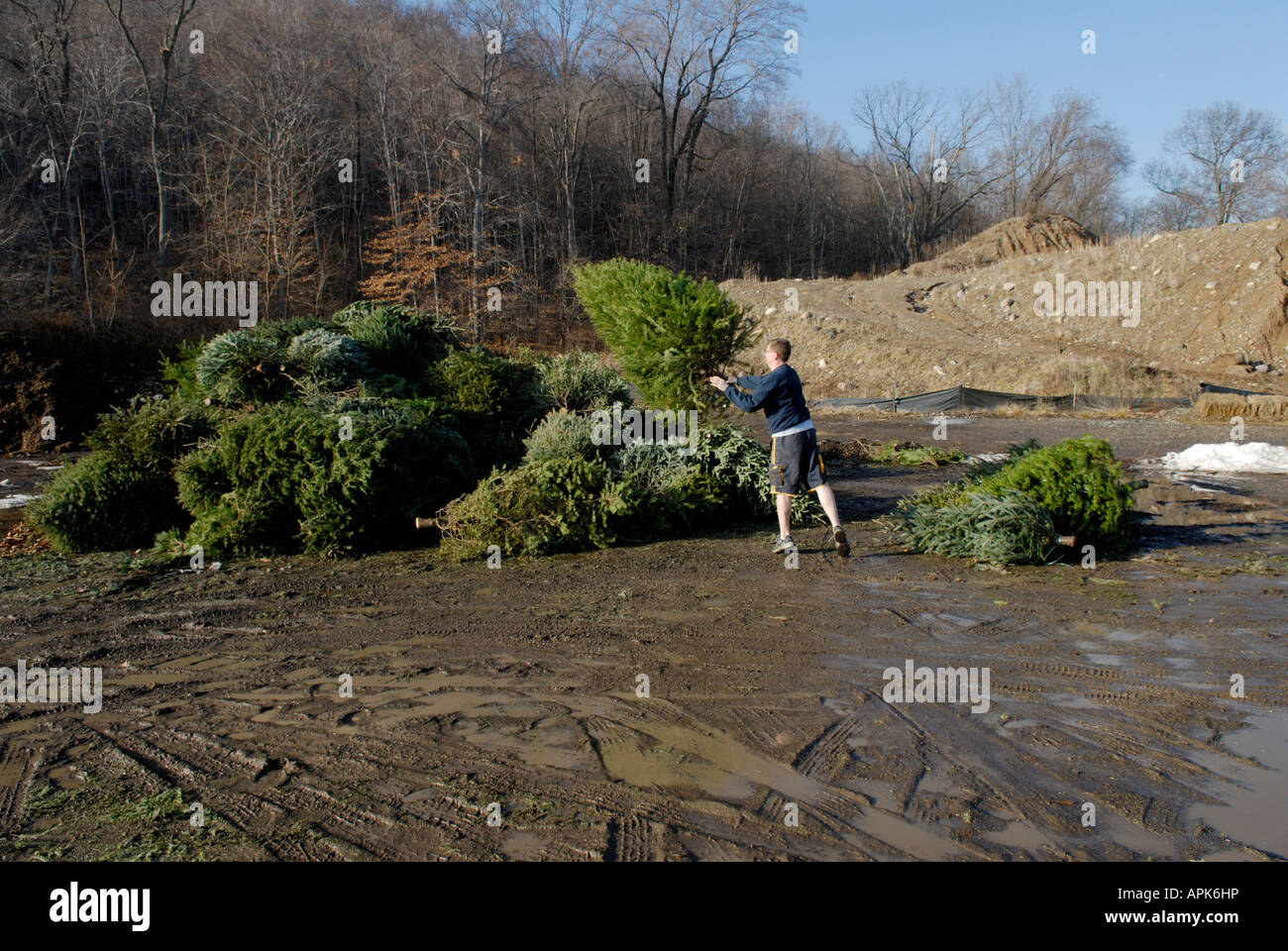 Person disposing of a christmas tree at a municipal recycle center collection site Stock Photo