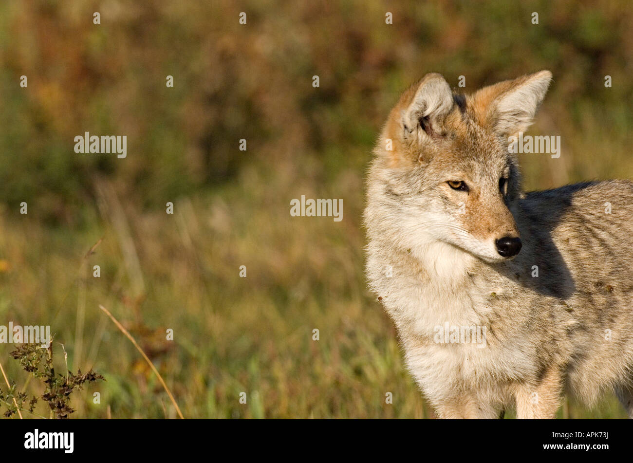 A young coyote portrait looking to the side Stock Photo Alamy