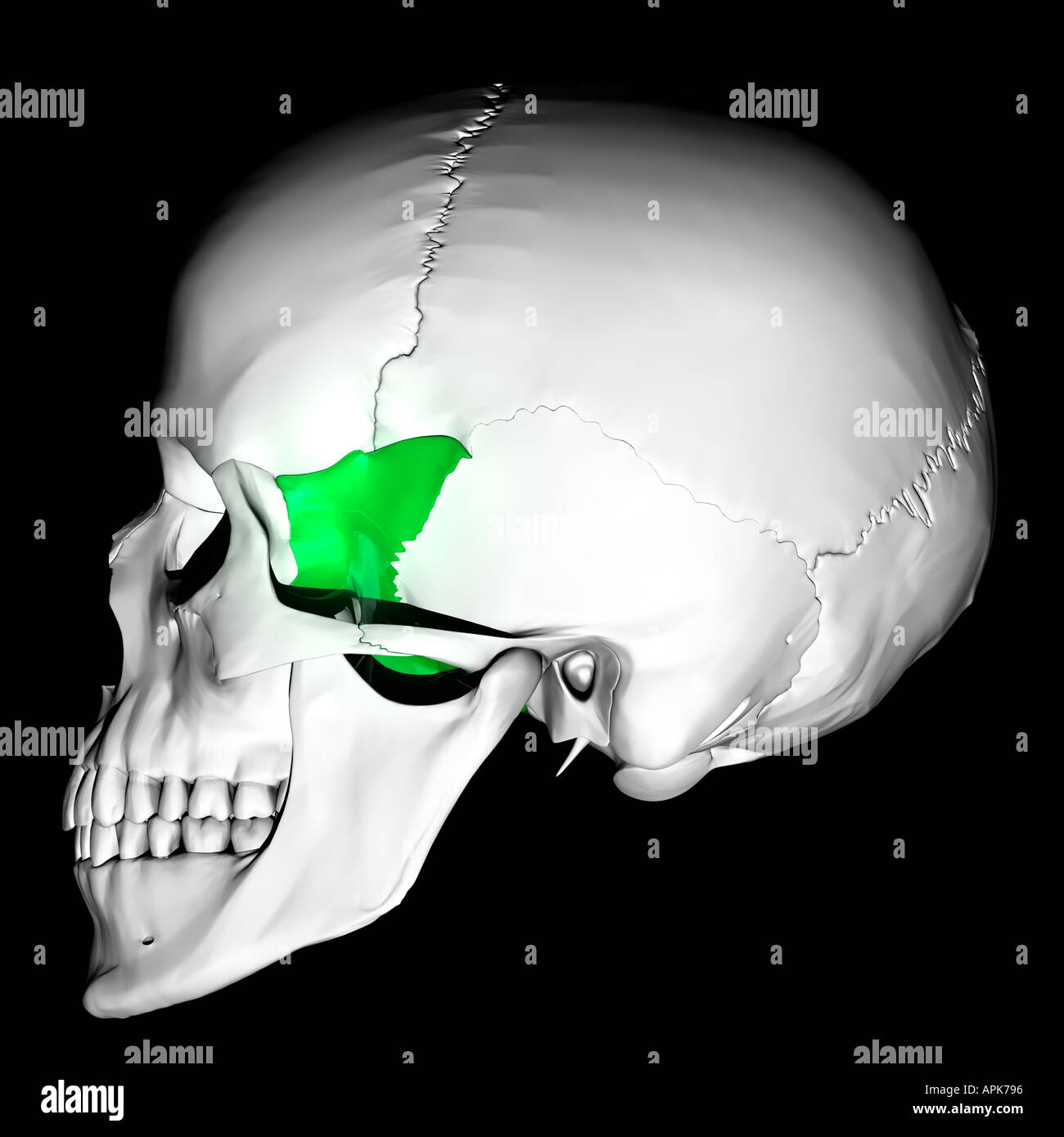 Greater Wing of Sphenoid highlighted on skull Stock Photo