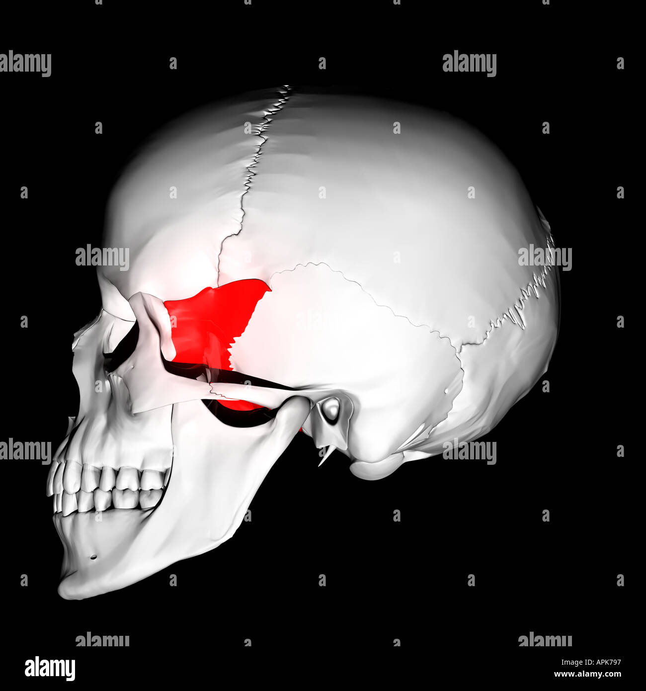 Greater Wing of Sphenoid highlighted red on human skull Stock Photo