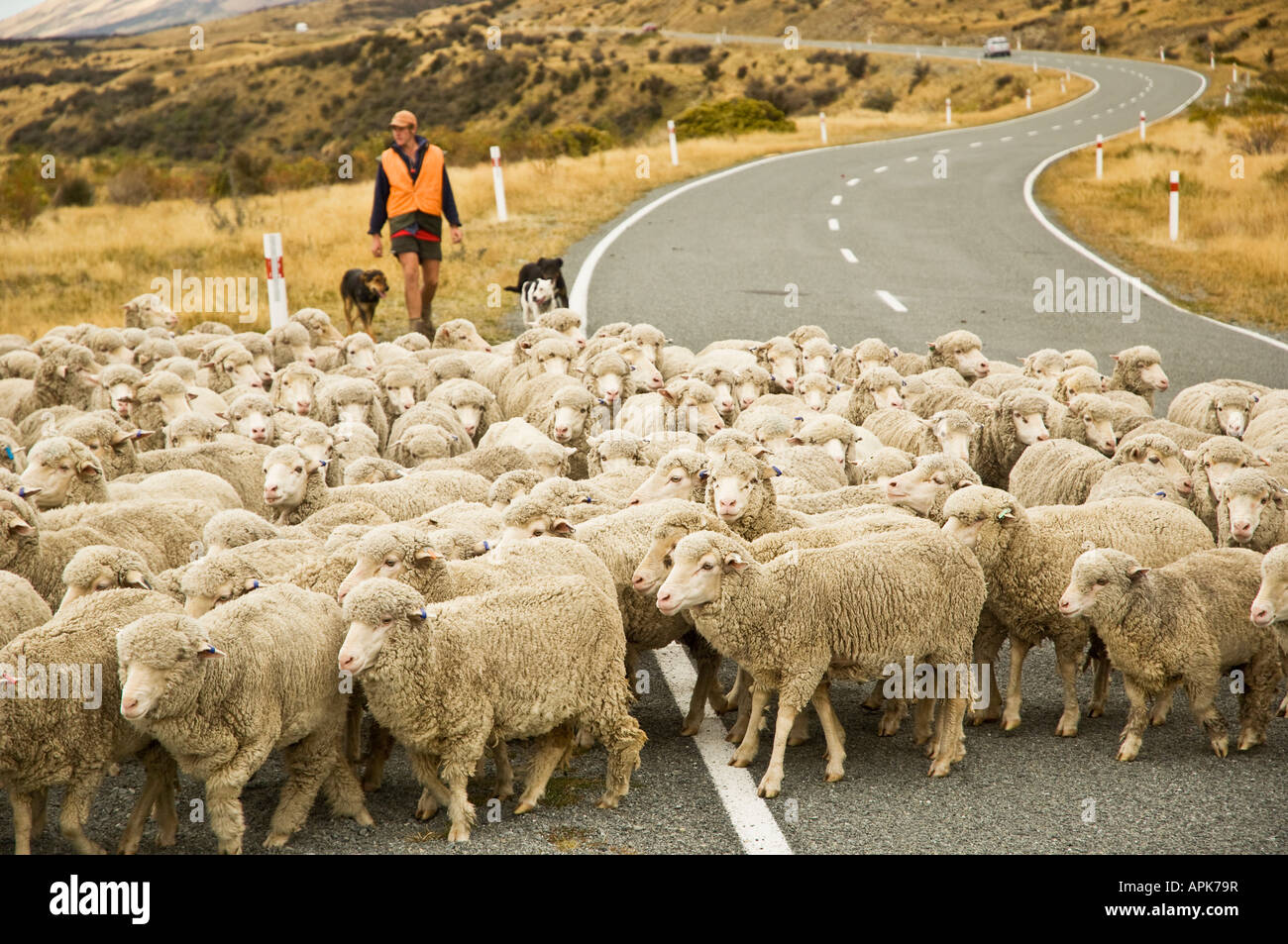 Flock of sheep on country road hi-res stock photography and images - Alamy