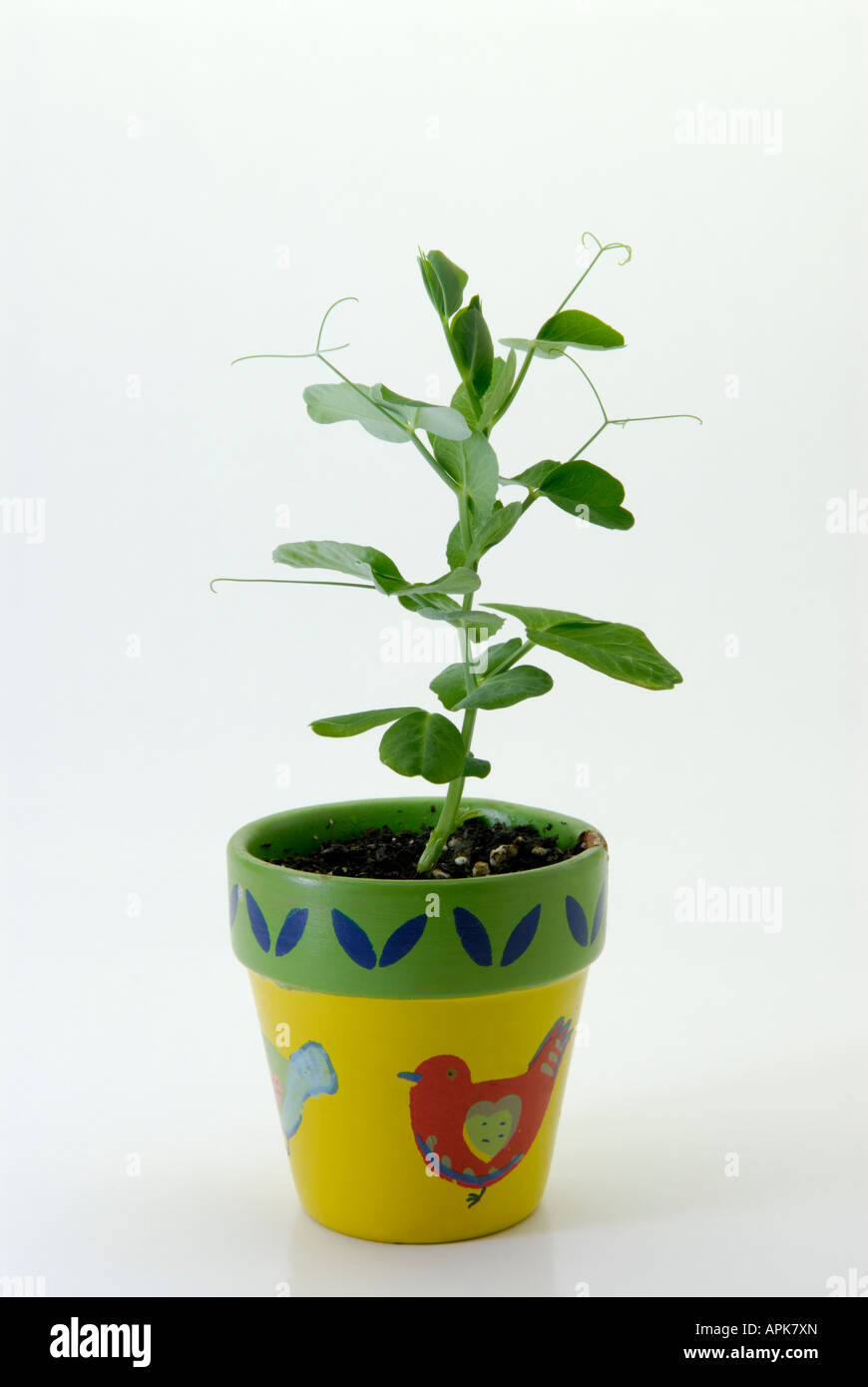 Garden pea Pisum sativum growing in colorful pot Stock Photo
