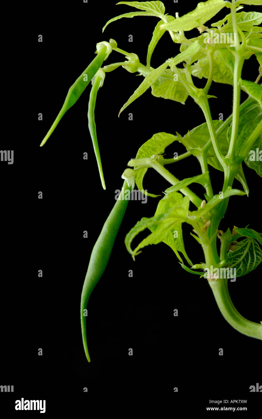 Bush bean, or common bean, Phaseolus vulgaris, pods. Stock Photo