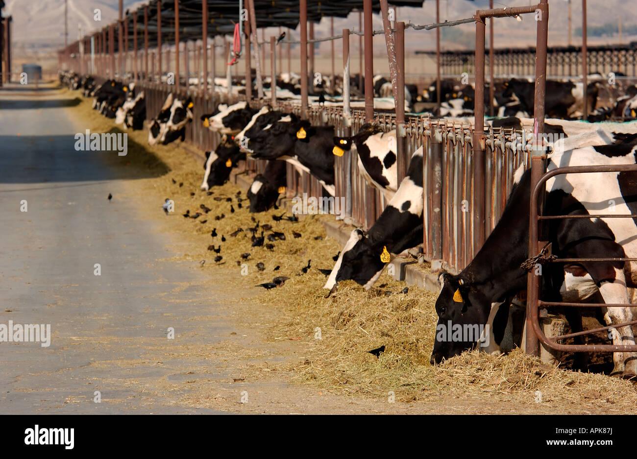 dairy cows at a farm Stock Photo - Alamy