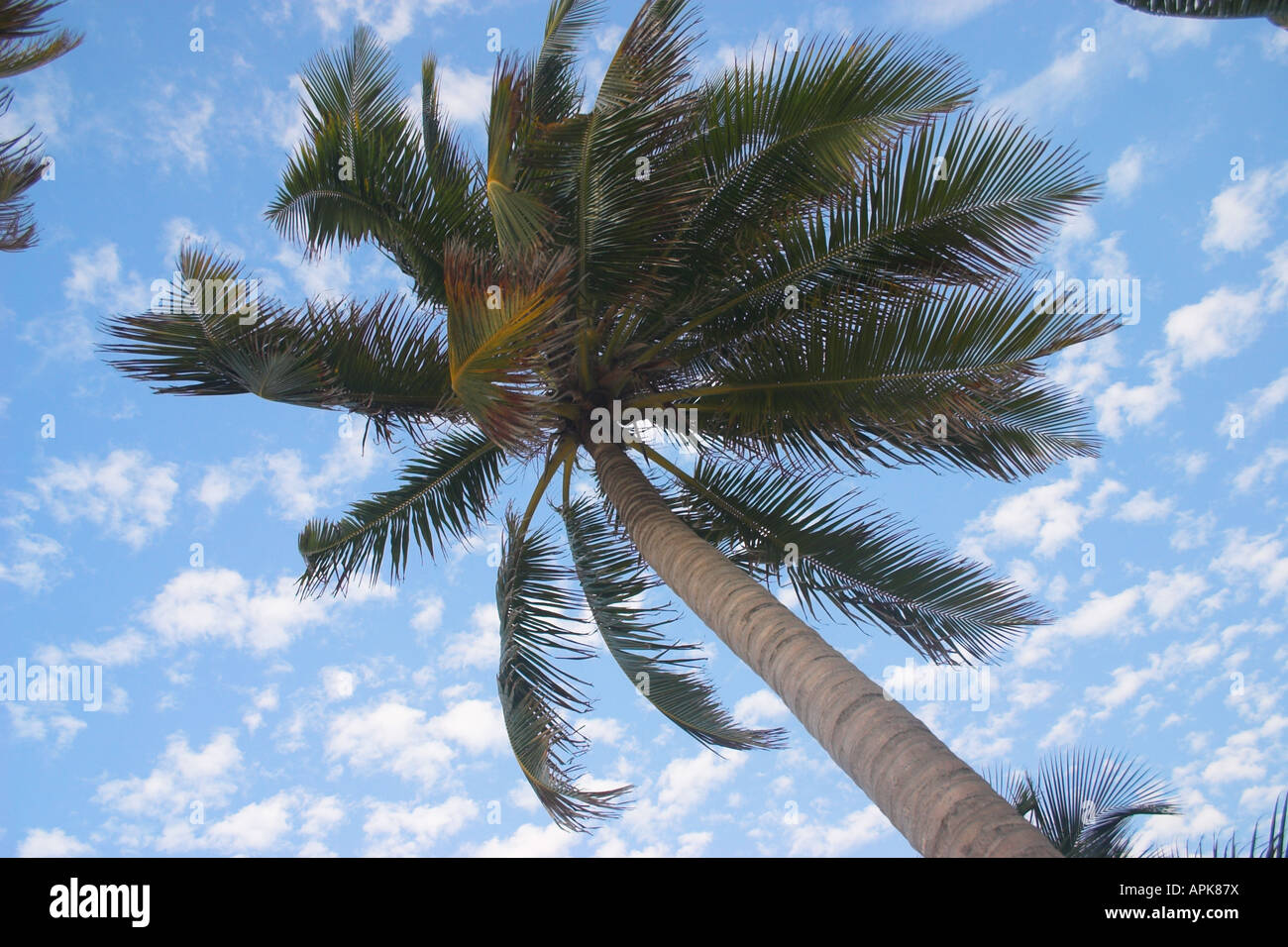 A Caye Caulker Belize Palm Tree with a pretty blue sky with a few clouds in the background Stock Photo