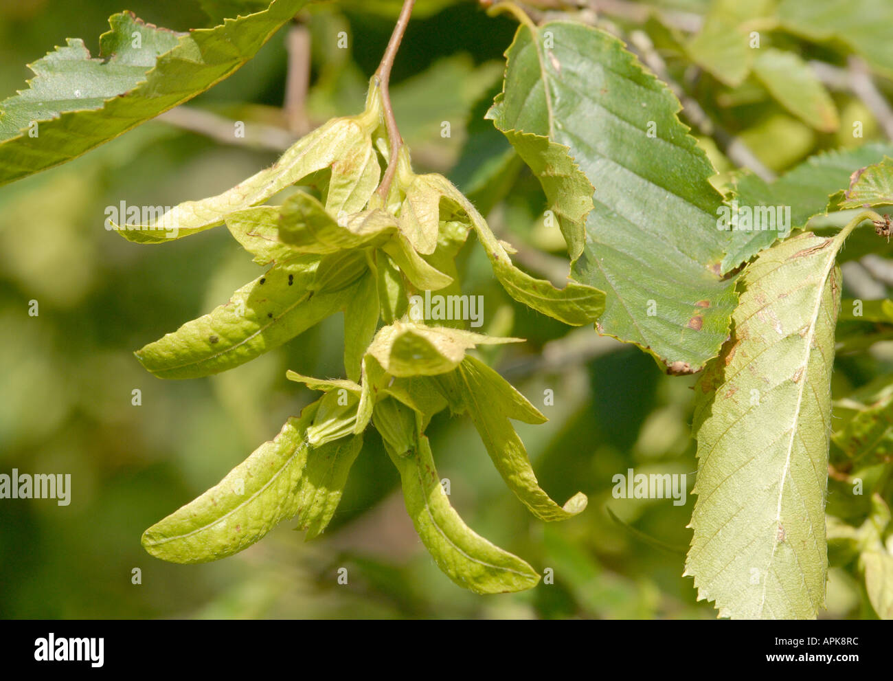 Winged fruits each containing a seed of the Hornbeam Carpinus betulus Stock Photo