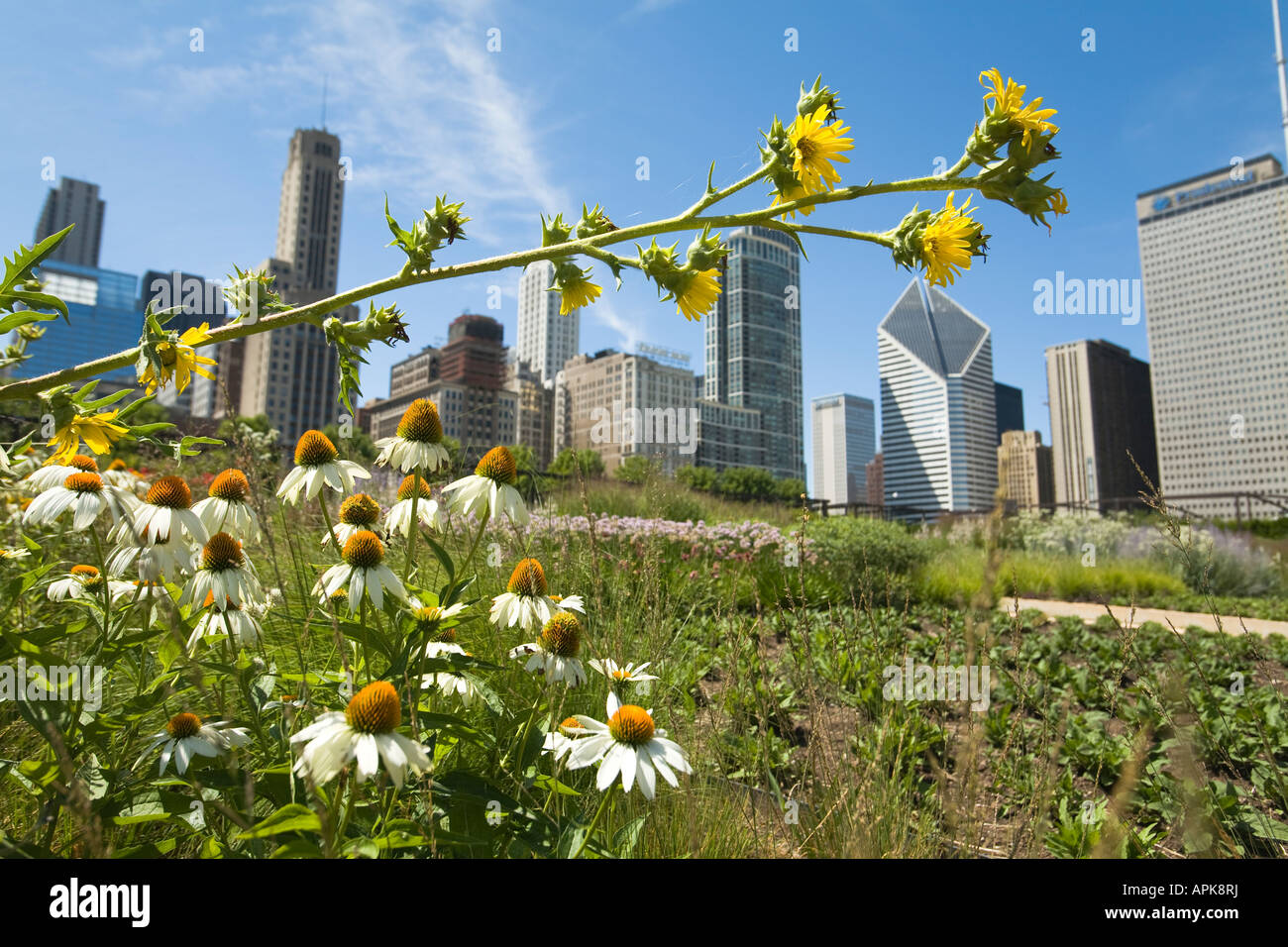 ILLINOIS Chicago Flowers blooming in Lurie Garden of Millennium Park