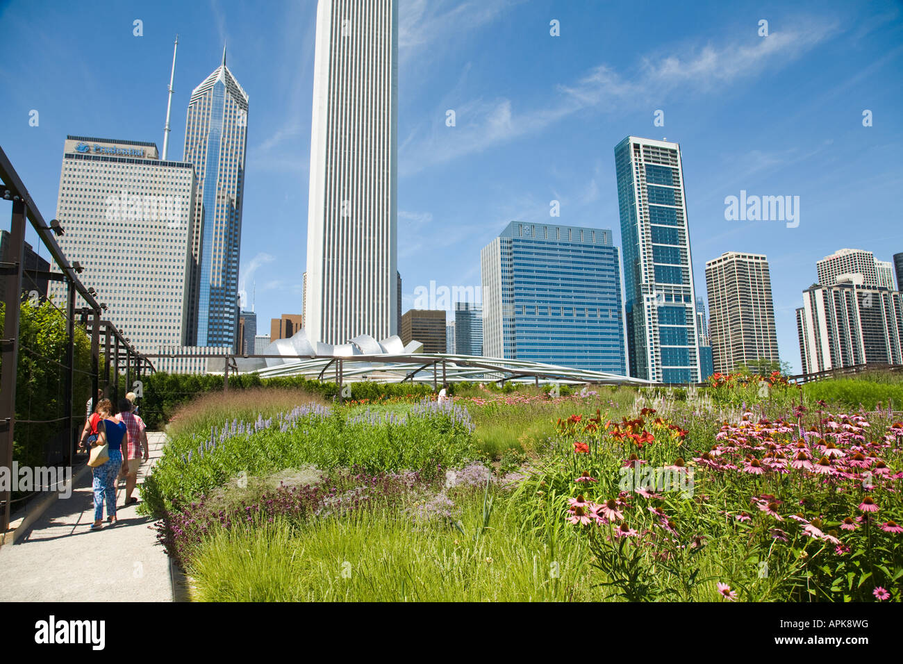 ILLINOIS Chicago Flowers blooming in Lurie Garden of Millennium Park
