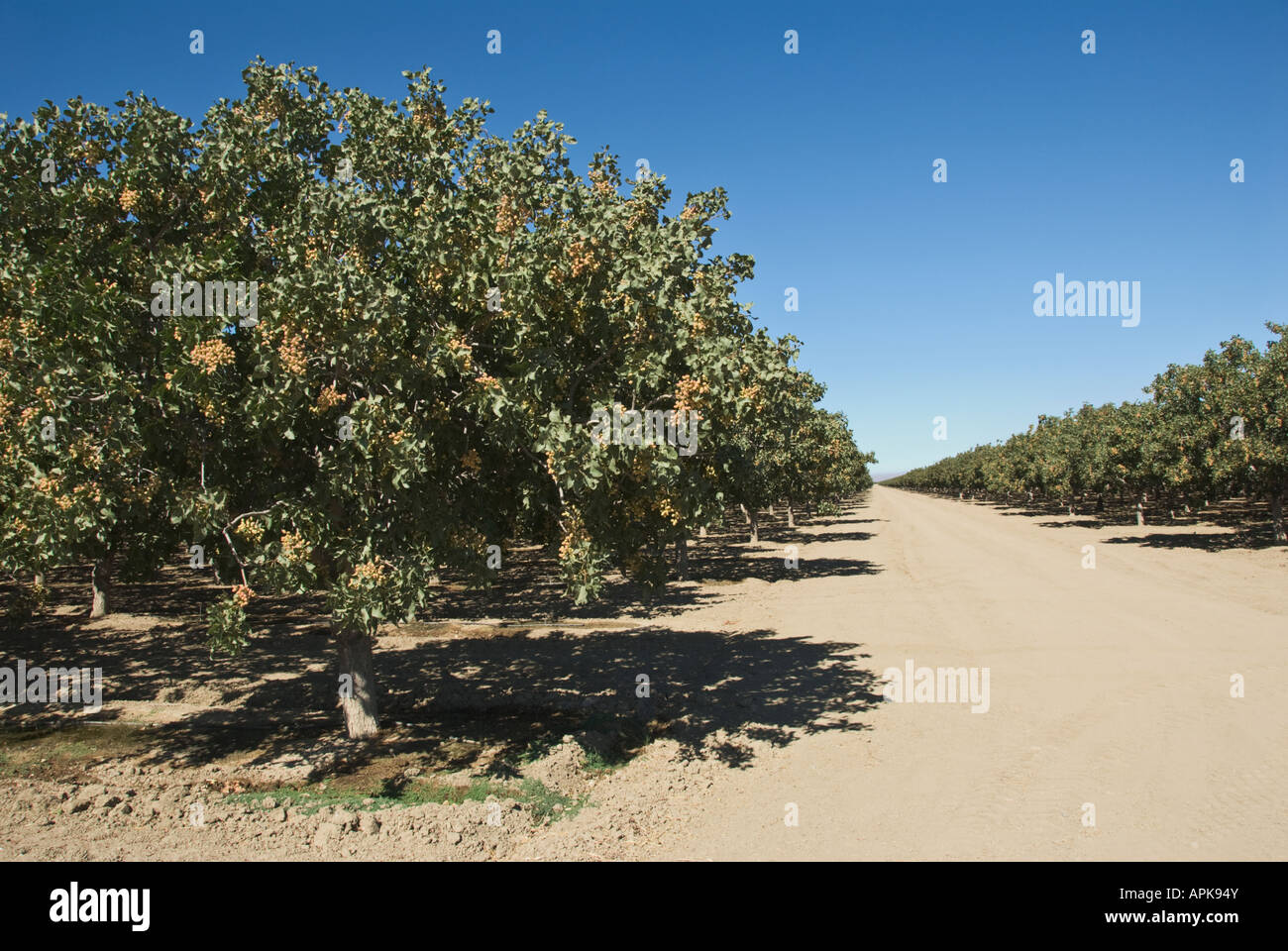 Pistachio tree orchard hires stock photography and images Alamy